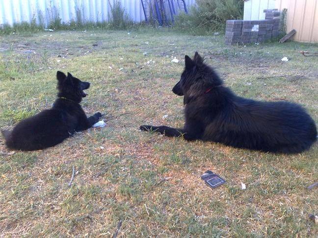 Alli&Roxie001