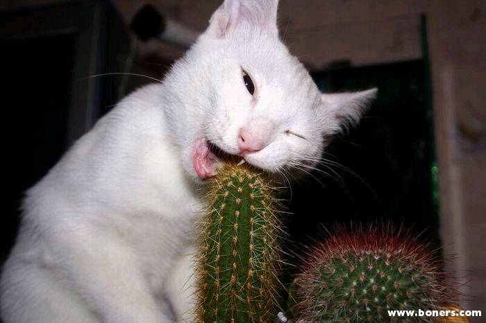 dumb cat