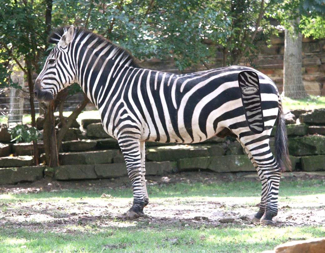 zebra copy