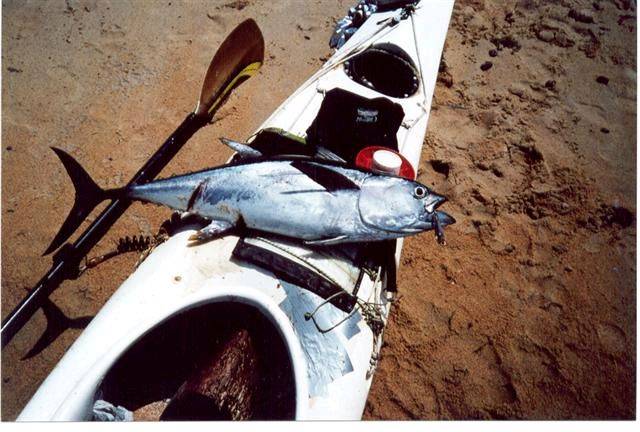 tuna with scar (Small)