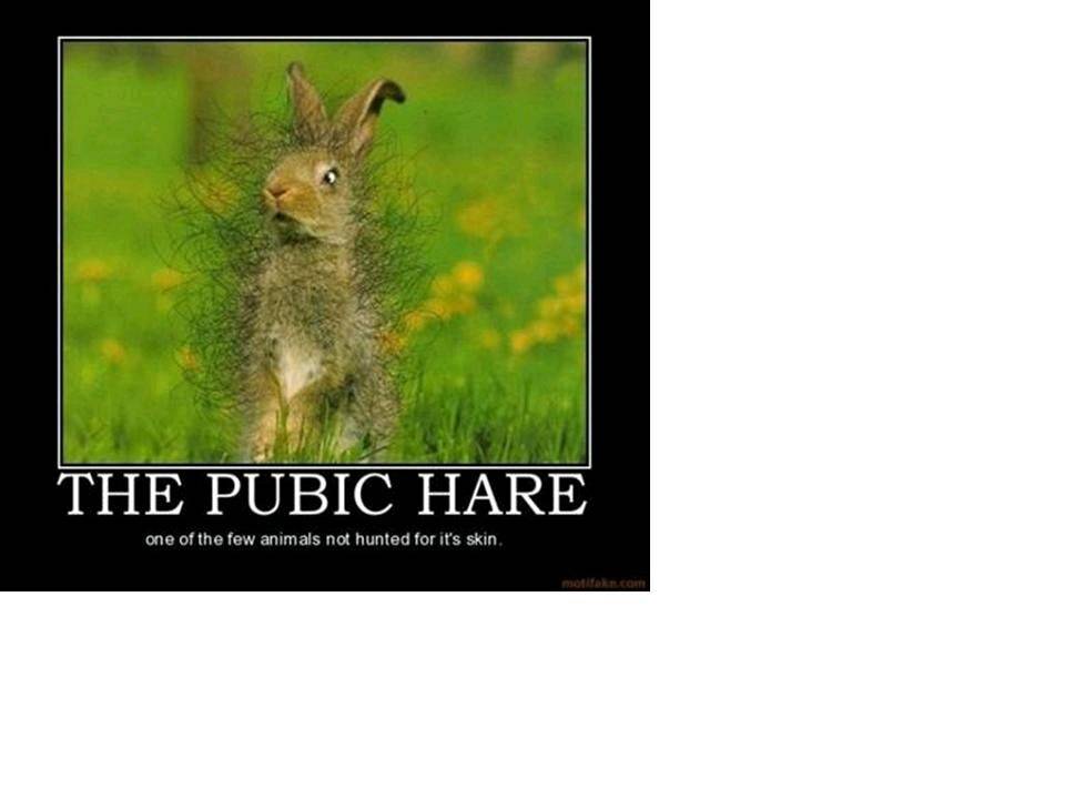 hare