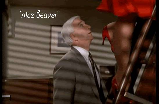 nice-beaver