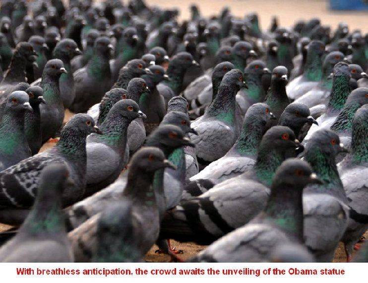 pigeons