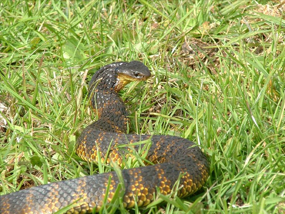 Snakes Alive!  Tiger tiger burning bright.
