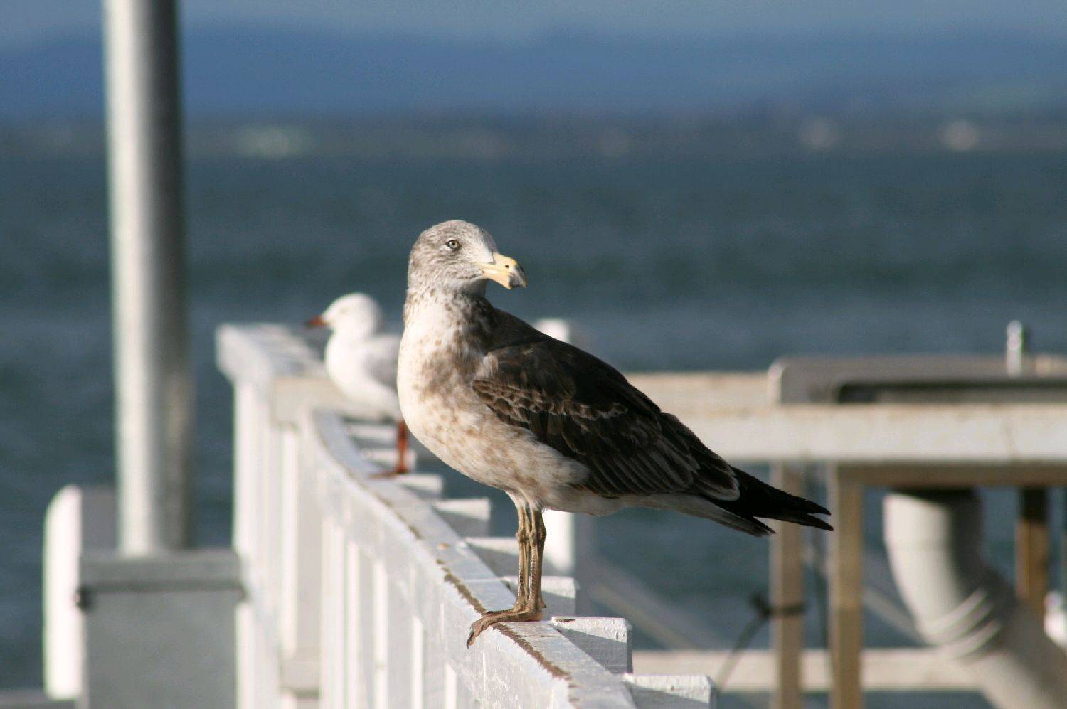 birds 010