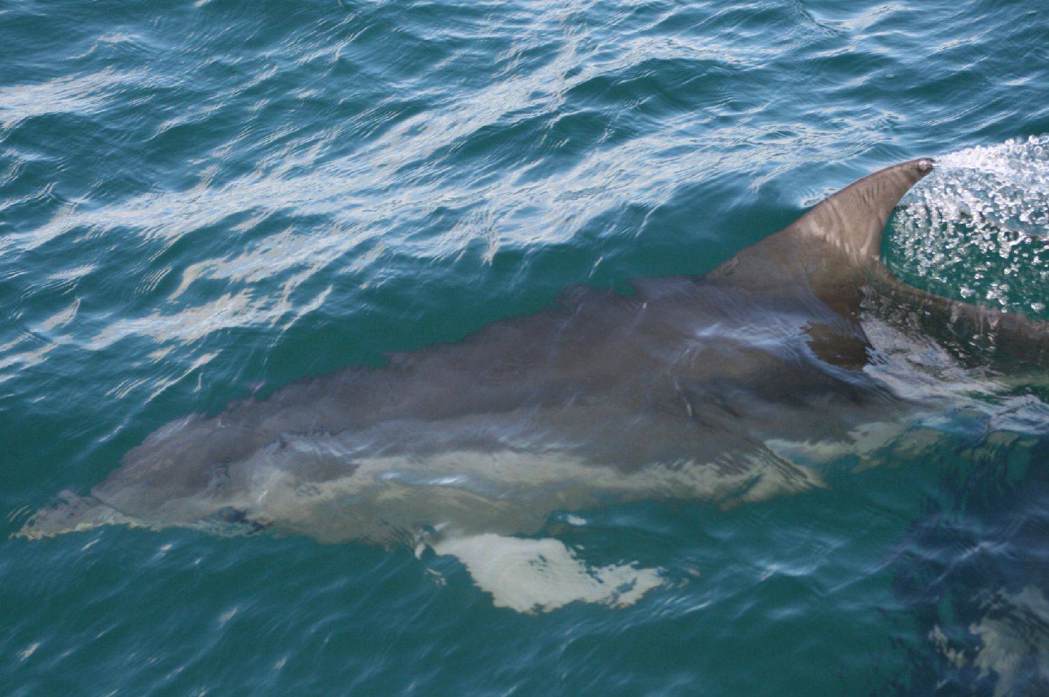 dolphins 27june2010 018