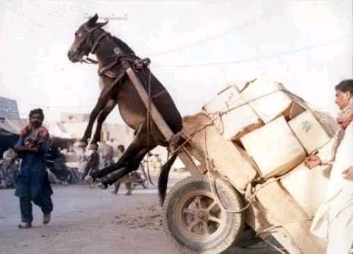 OL-Donkey-Cart
