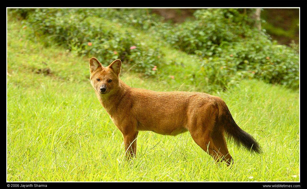 dhole