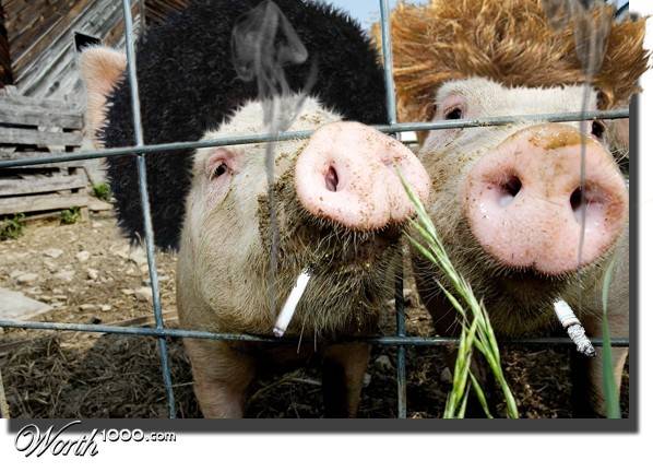 pigswithhairandsmokes