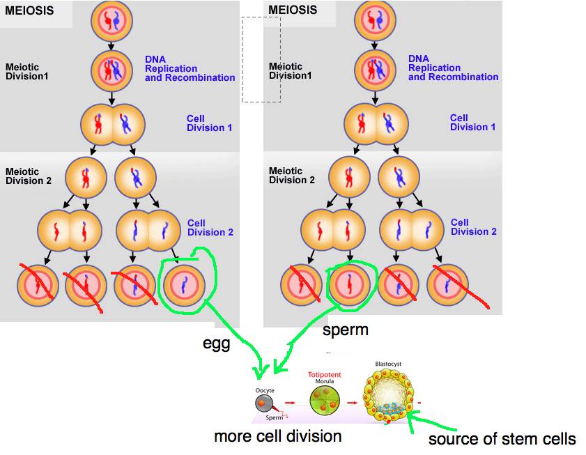 stem cells