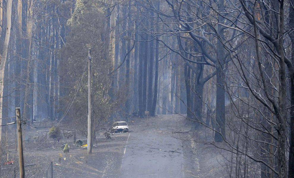 burnt%20forest