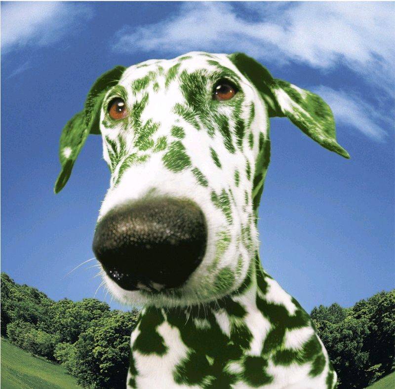 green%20dog