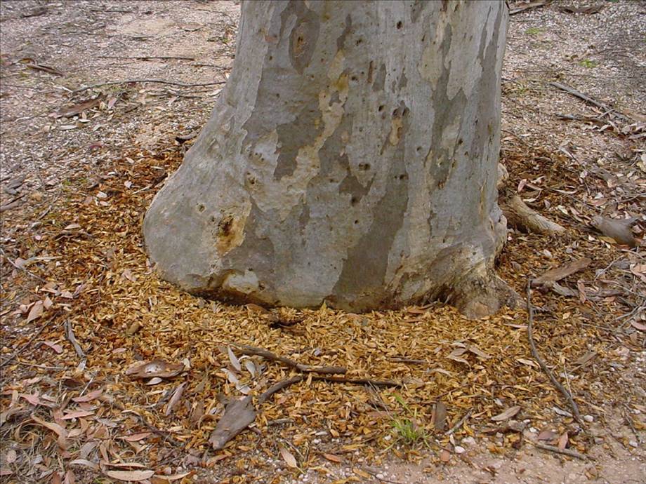 Galah ringbarks red gum 005