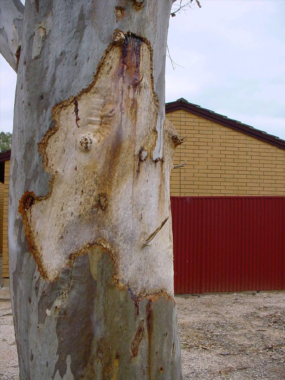 Galah ringbarks red gum 001