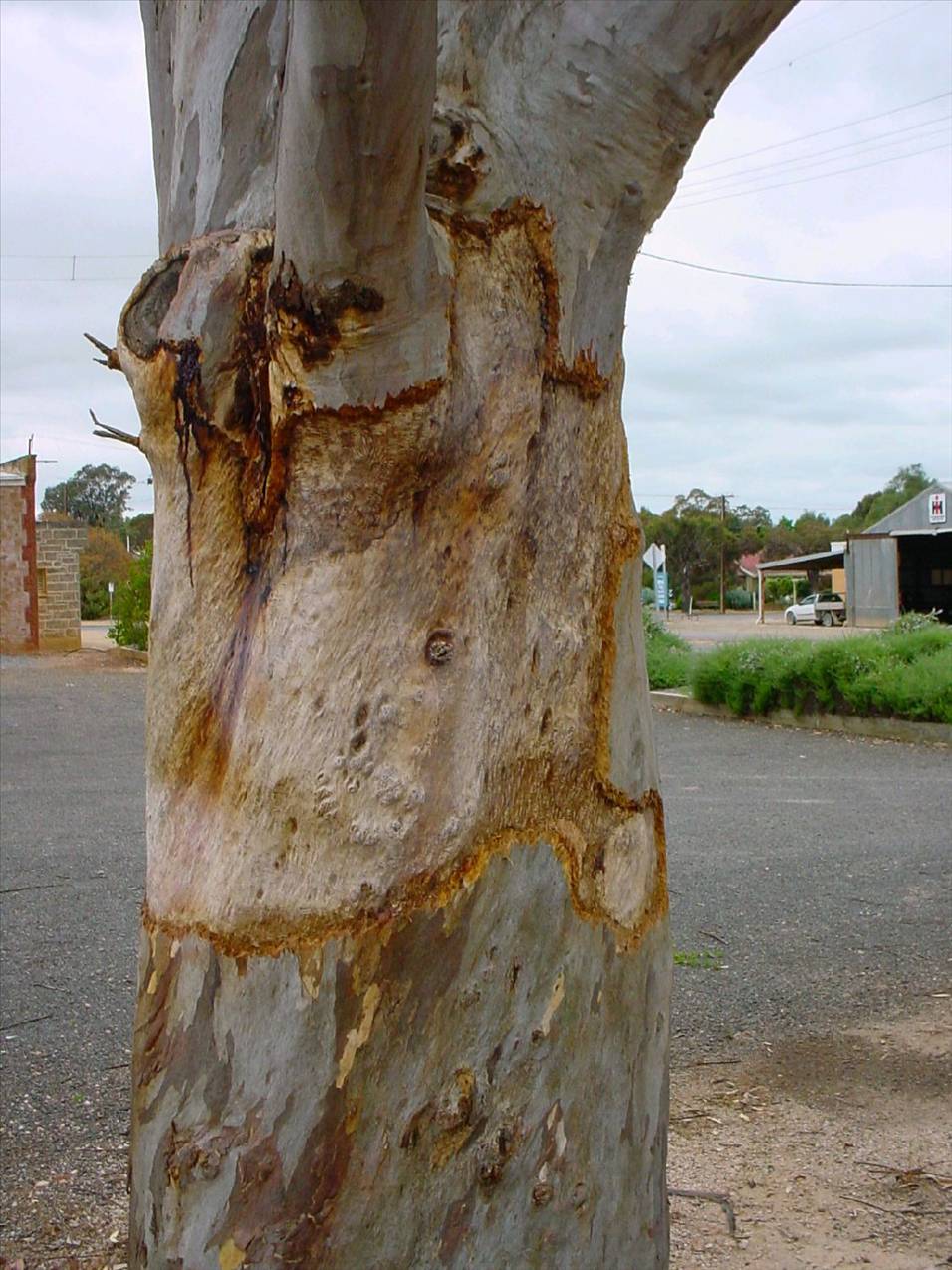 Galah ringbarks red gum 002