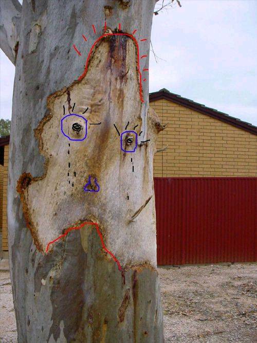 tree