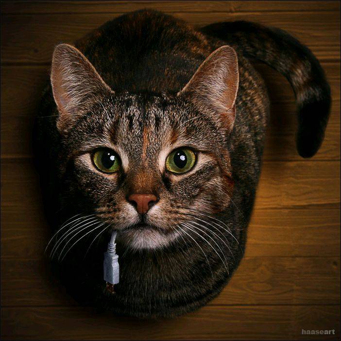 Mouse