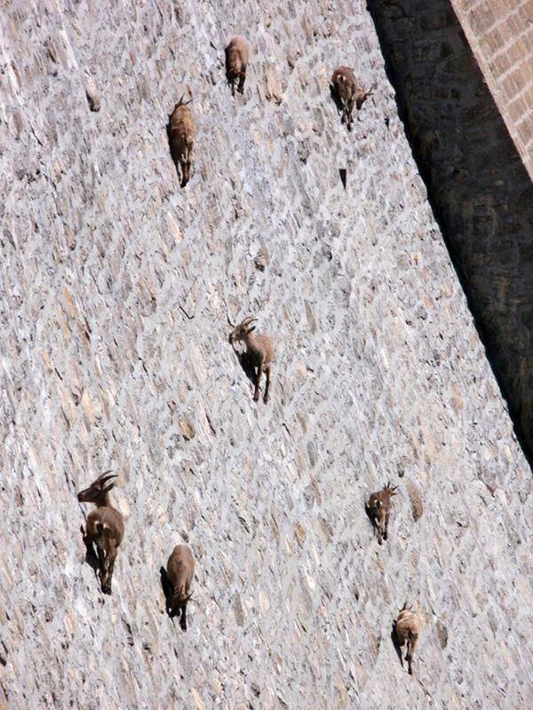 amazing goats