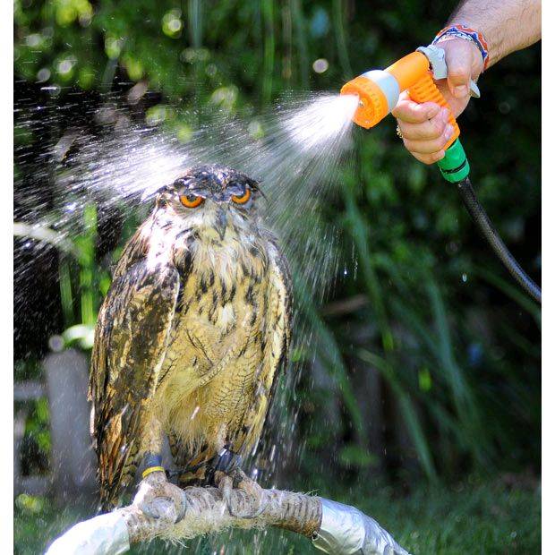 owl-shower