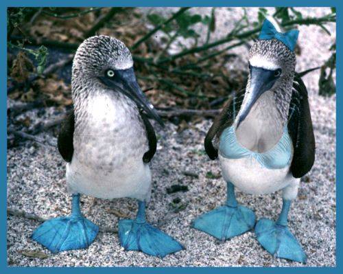 blue boobies