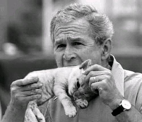 funny bush 04