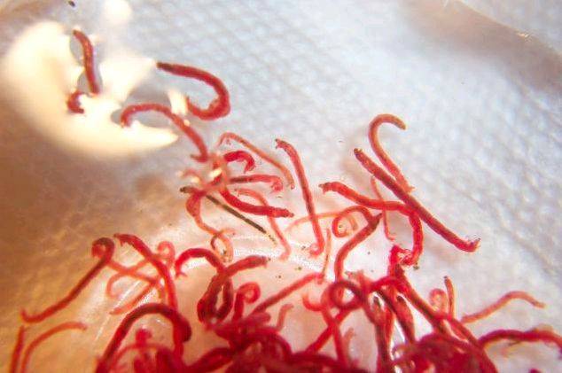blood worms