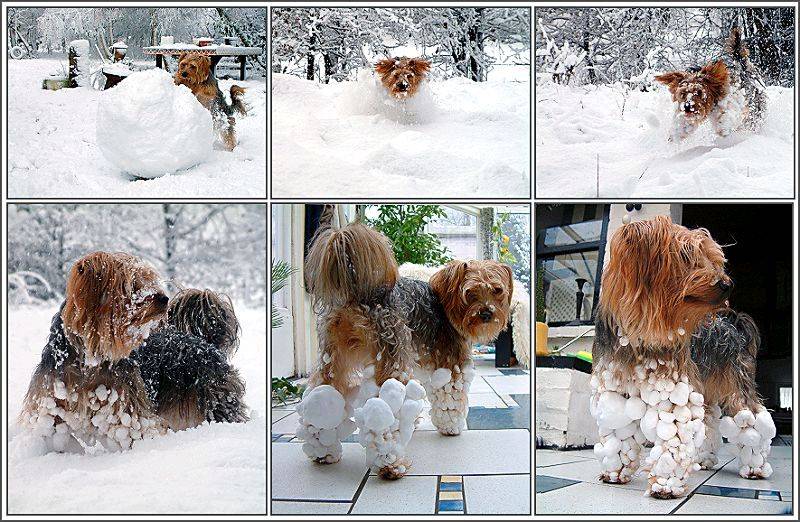 snow