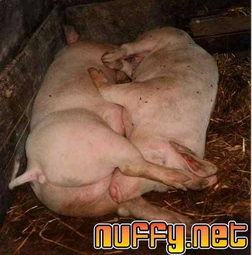 pigs69