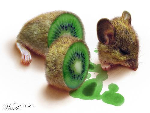 mouse