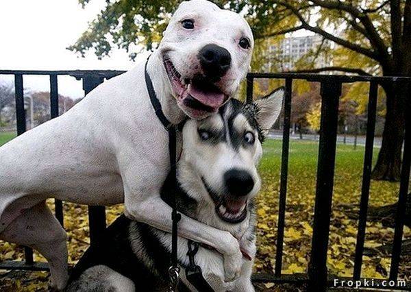 doggie saviour1
