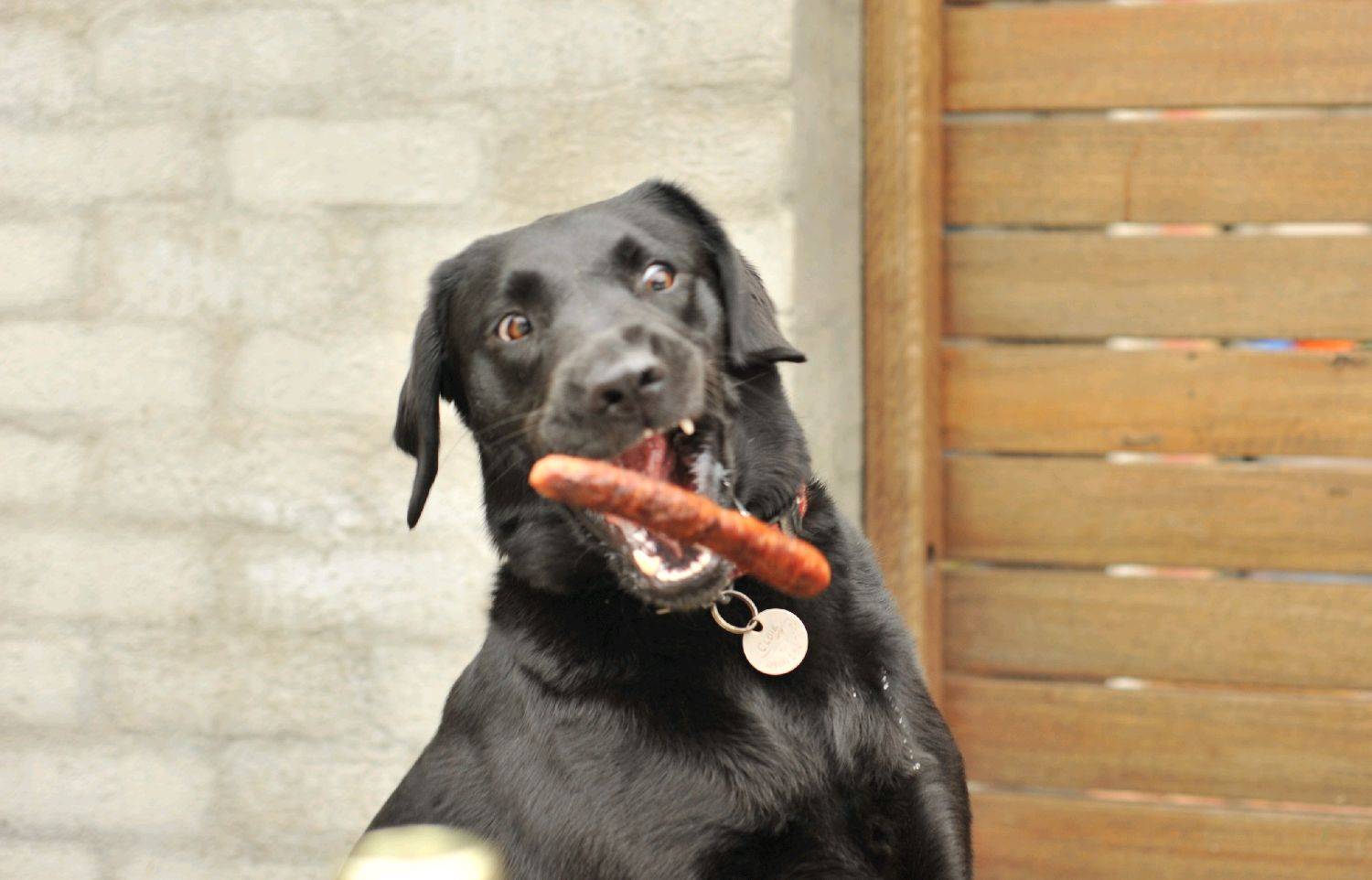 sausage dog