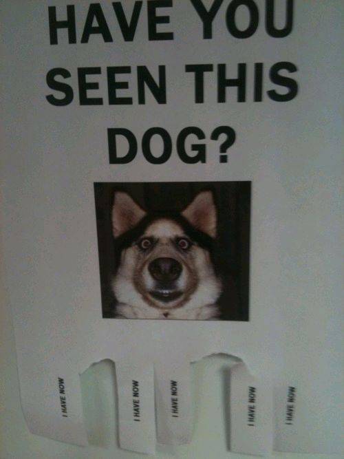 haveyouseenthisdog