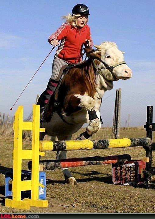 funny-picture-9979524791