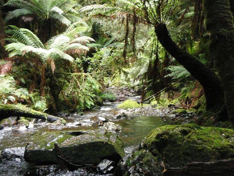 Tassie Rainforest