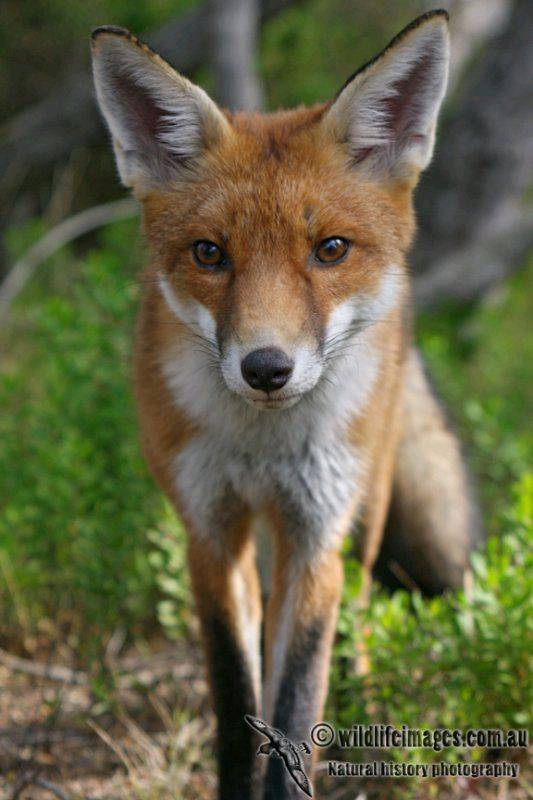 Red Fox 5994