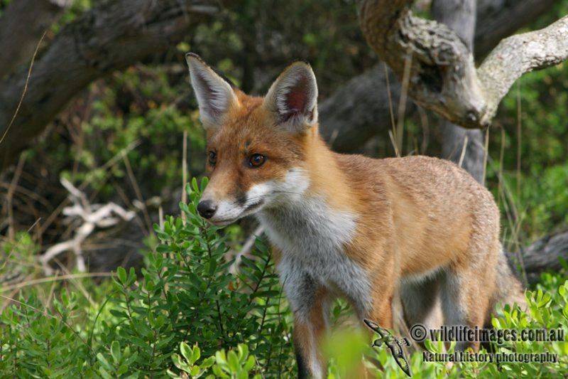 Red Fox 5974