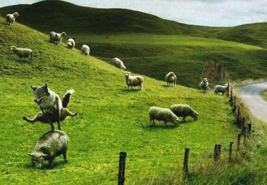 sheep Jumping