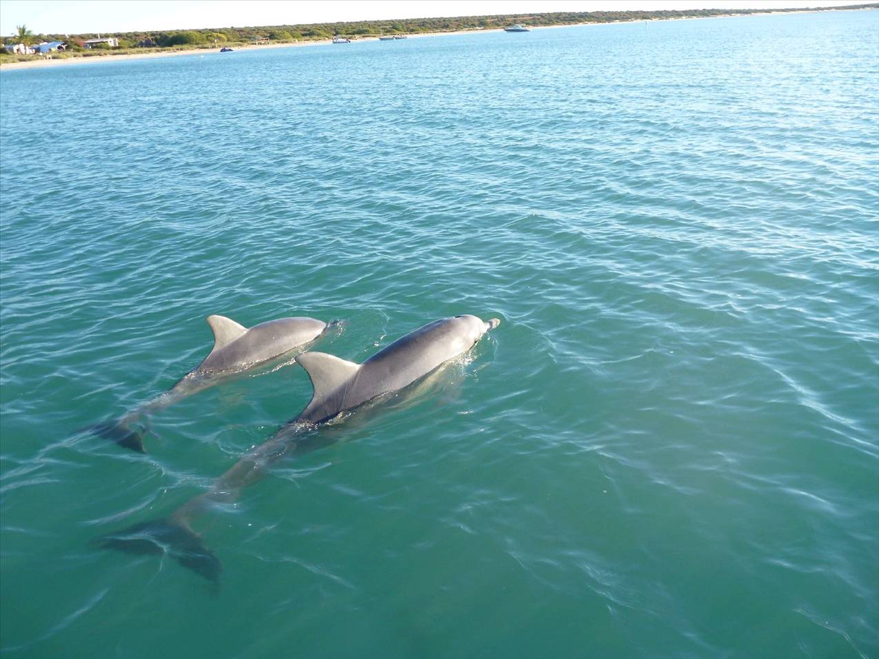 Dolphins