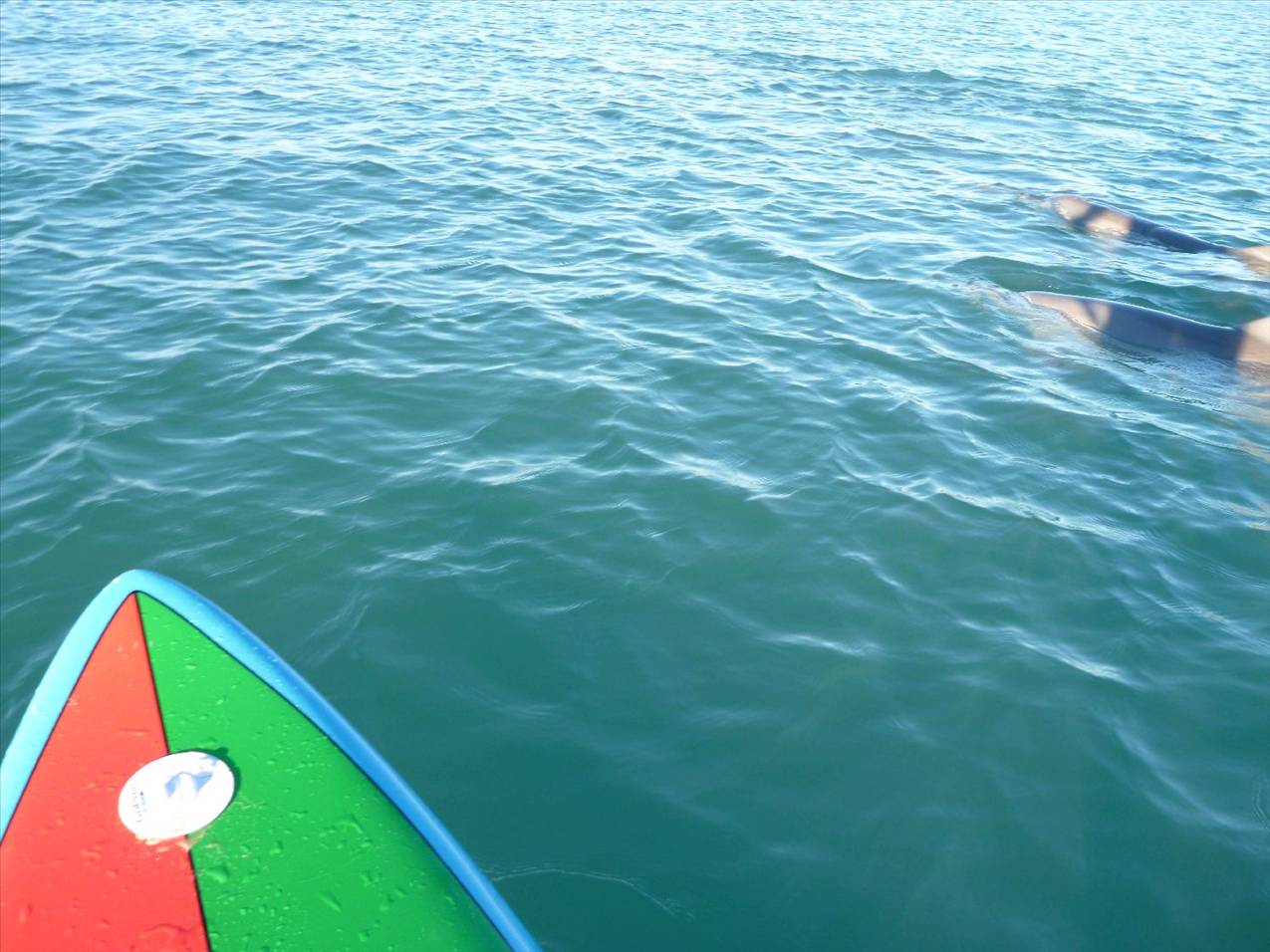 Dolphins