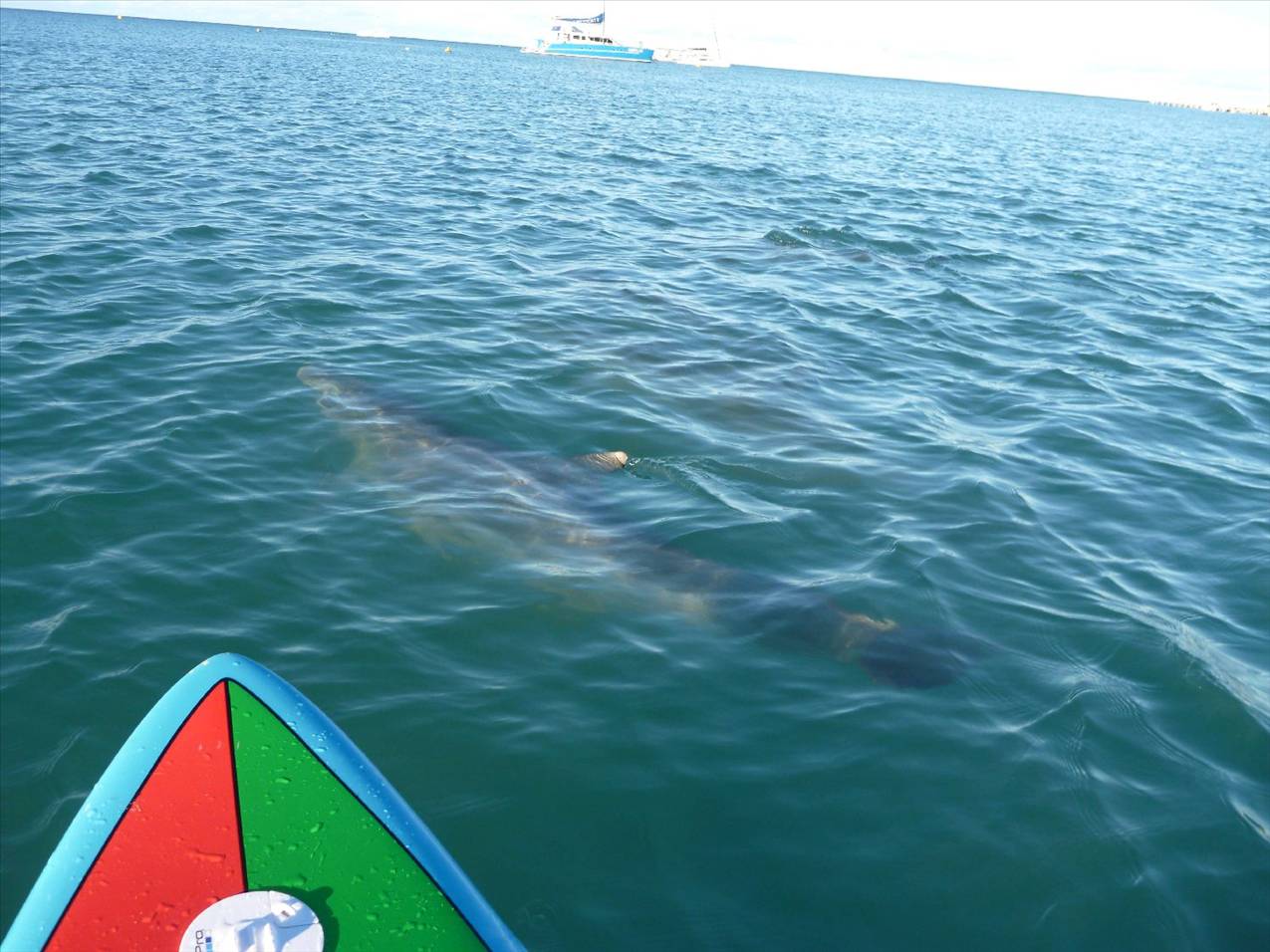 Dolphins