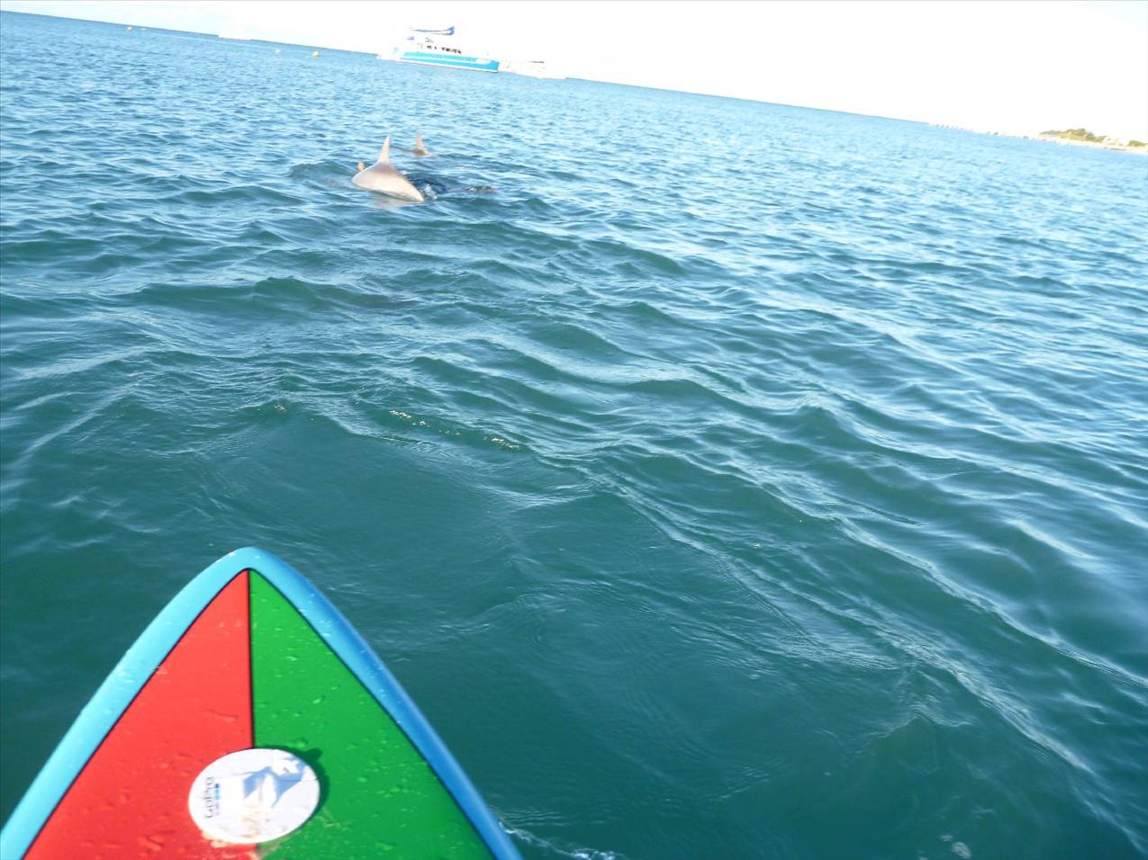 Dolphins