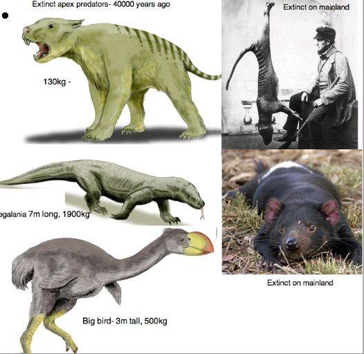 Mega fauna predatorsjpg