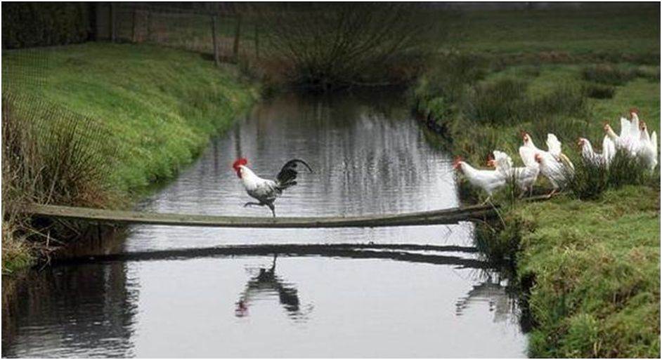 chicken