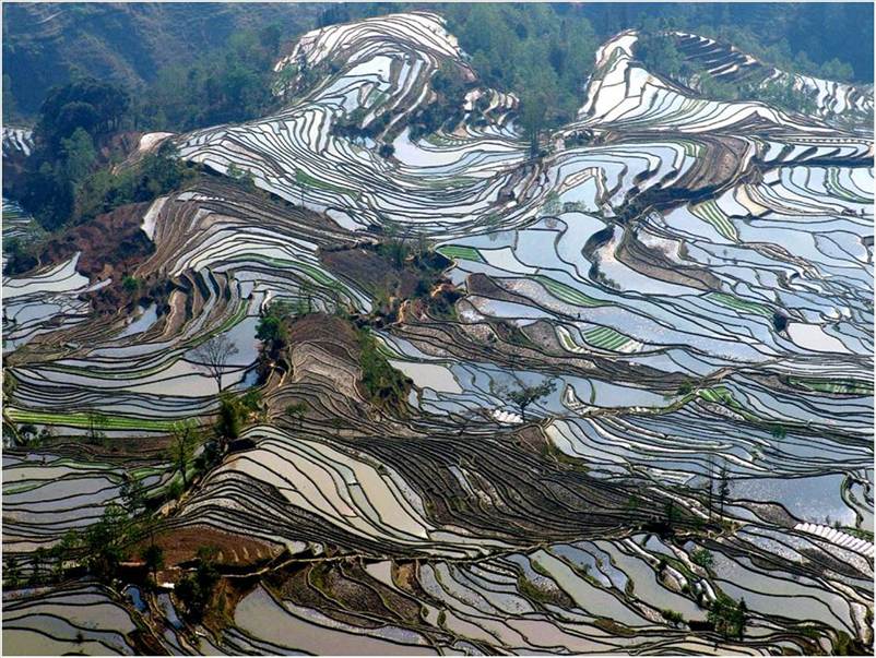 rice