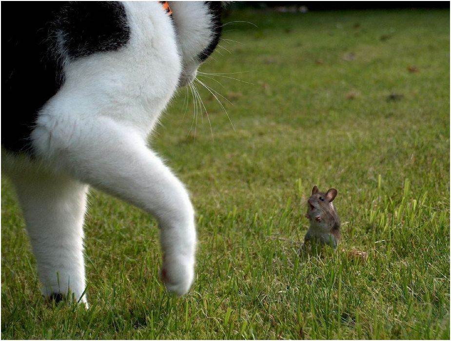 mouse