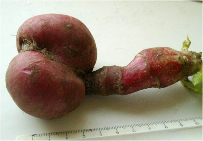 veg4