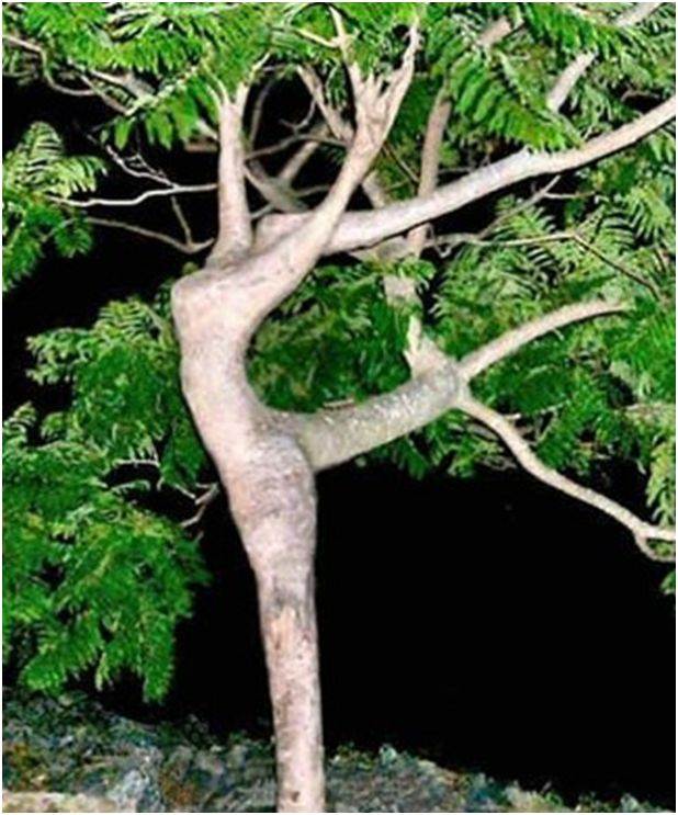 tree44