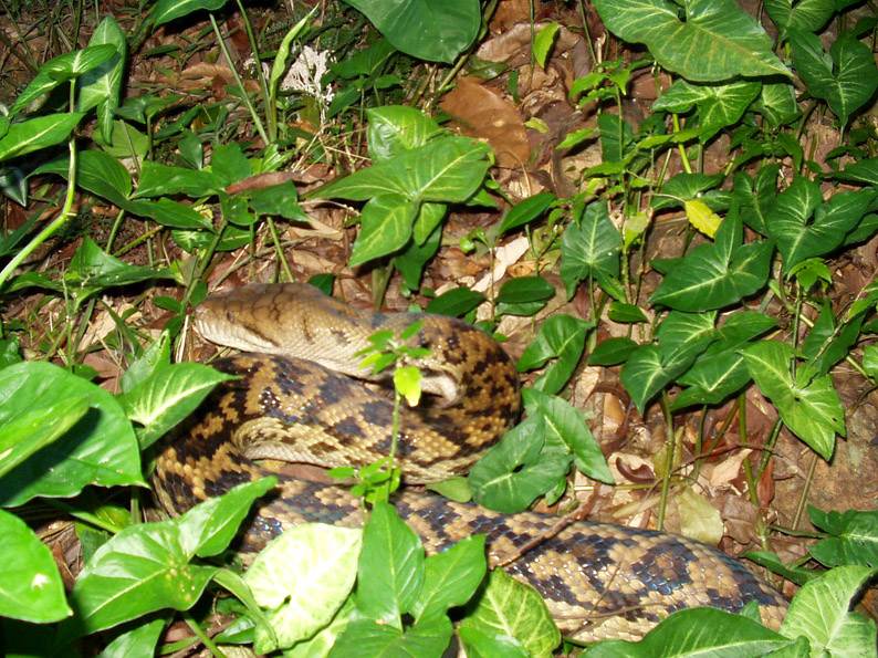 Snake 1