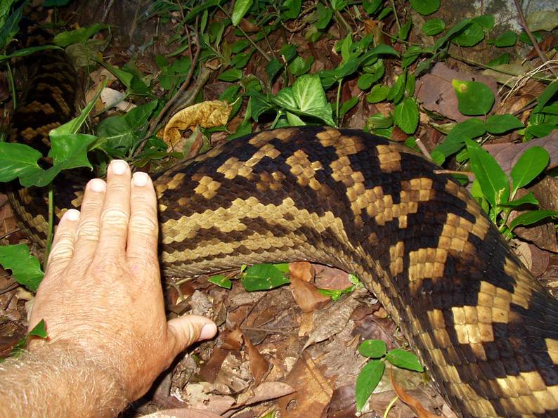 Snake 2