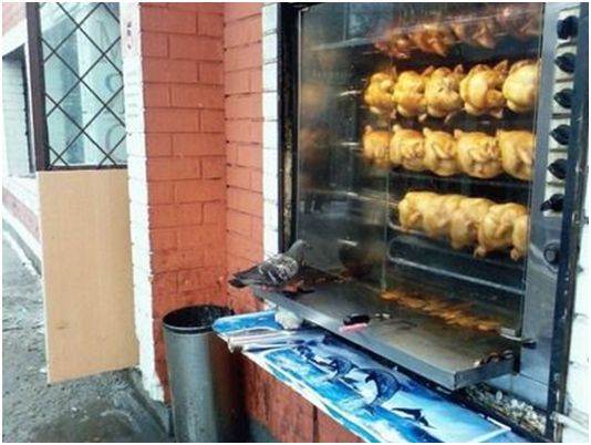 pigeon